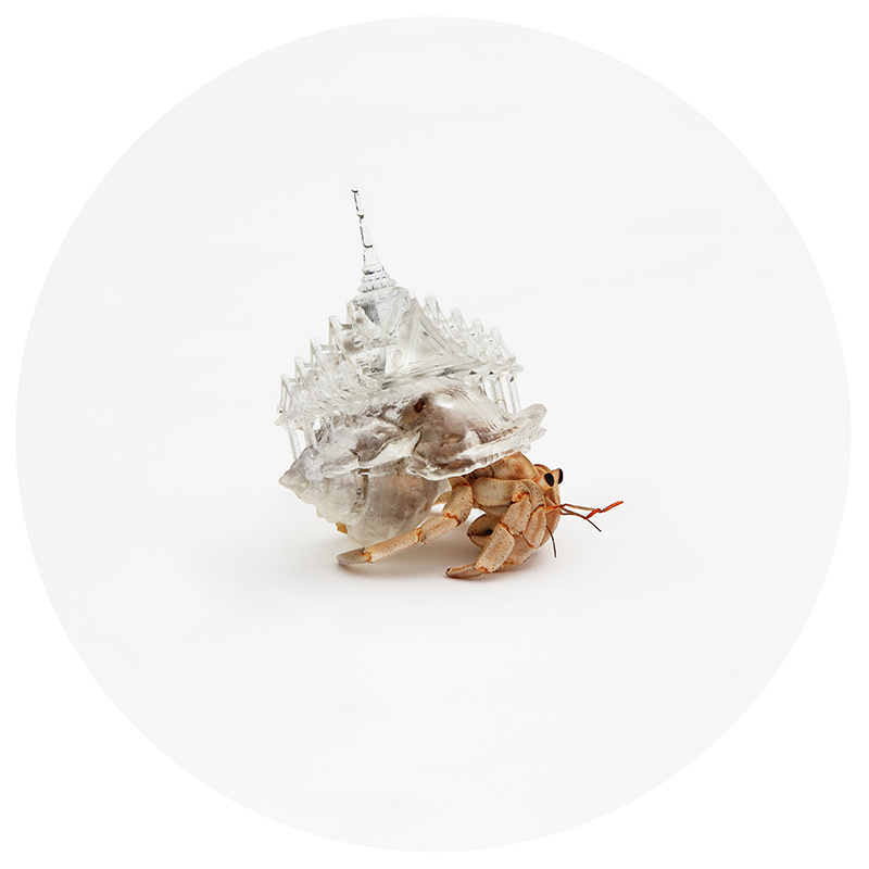 From the Why Not Hand Over a “Shelter” to Hermit Crabs? series by Aki Inomata