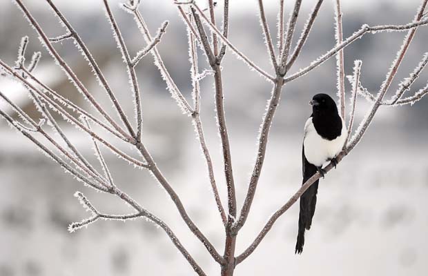 A magpie sits in a frost covered tree near Wascana Lake on 14 November 2010. Photo by Troy Fleece / Regina Leader-Post Files